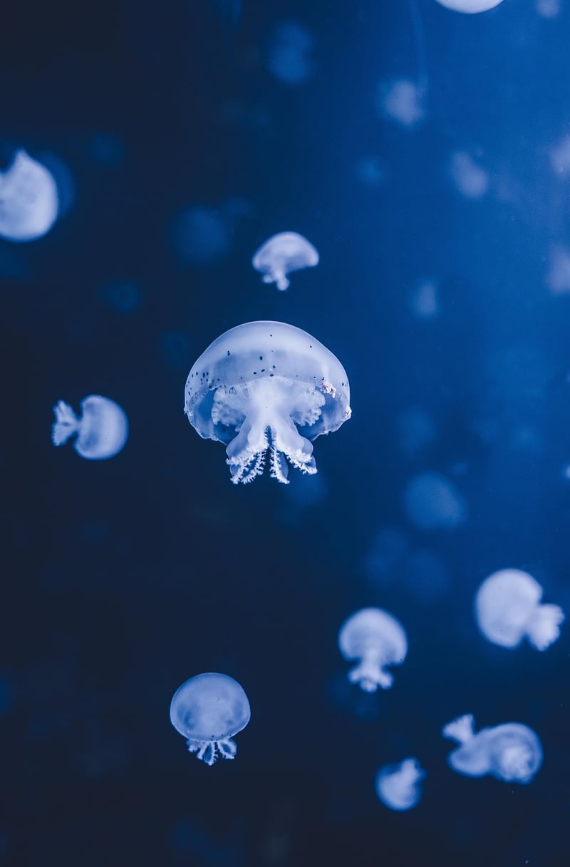 Underwater Diving